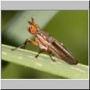 Limnia unguicornis - Hornfliege 01 7mm.jpg